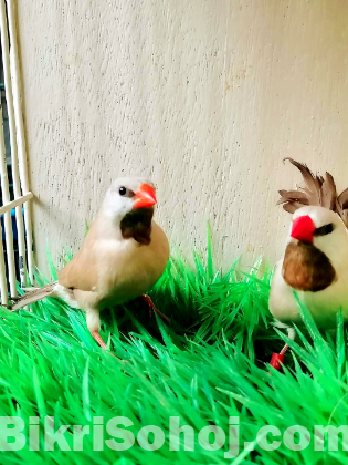 Long tail finch birds